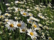 14 Leucanthemum vulgare (Margherita comune) 